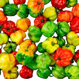 Hot Pepper