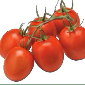 Plum Tomato