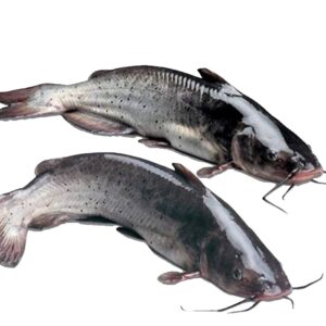 Catfish (pack)