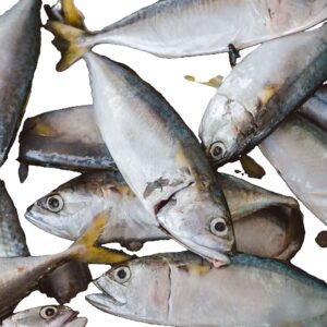 Mackerel Fish