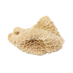 Shakki (Tripe)